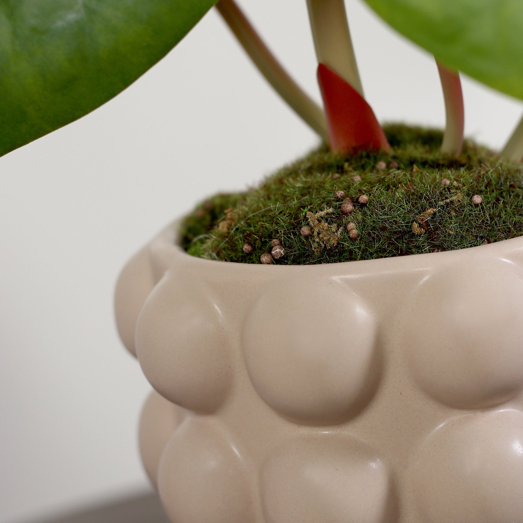 Detailbild vom künstlichen Alocasia von Lumisa's Choice im beigen Bubble-Keramiktopf.