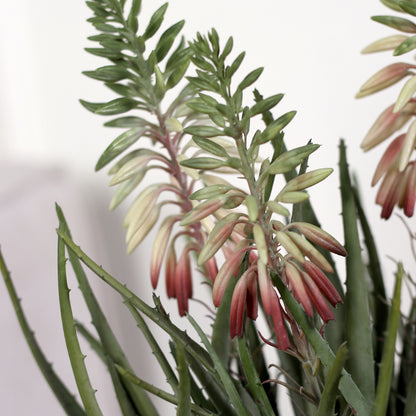 Detailbild vom künstlichen Aloe in beigem Keramiktopf von Lumisa’s Choice.