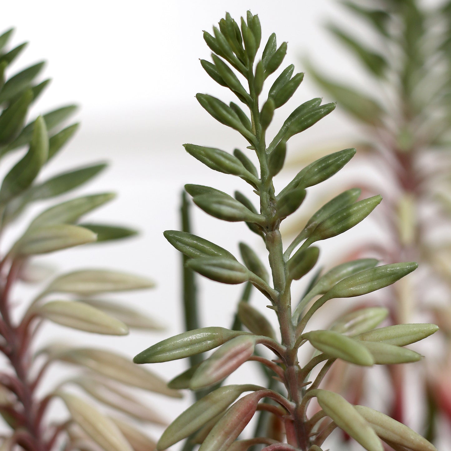 Detailbild vom künstlichen Aloe in beigem Keramiktopf von Lumisa’s Choice.