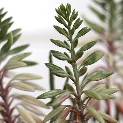 Detailbild vom künstlichen Aloe in beigem Keramiktopf von Lumisa’s Choice.
