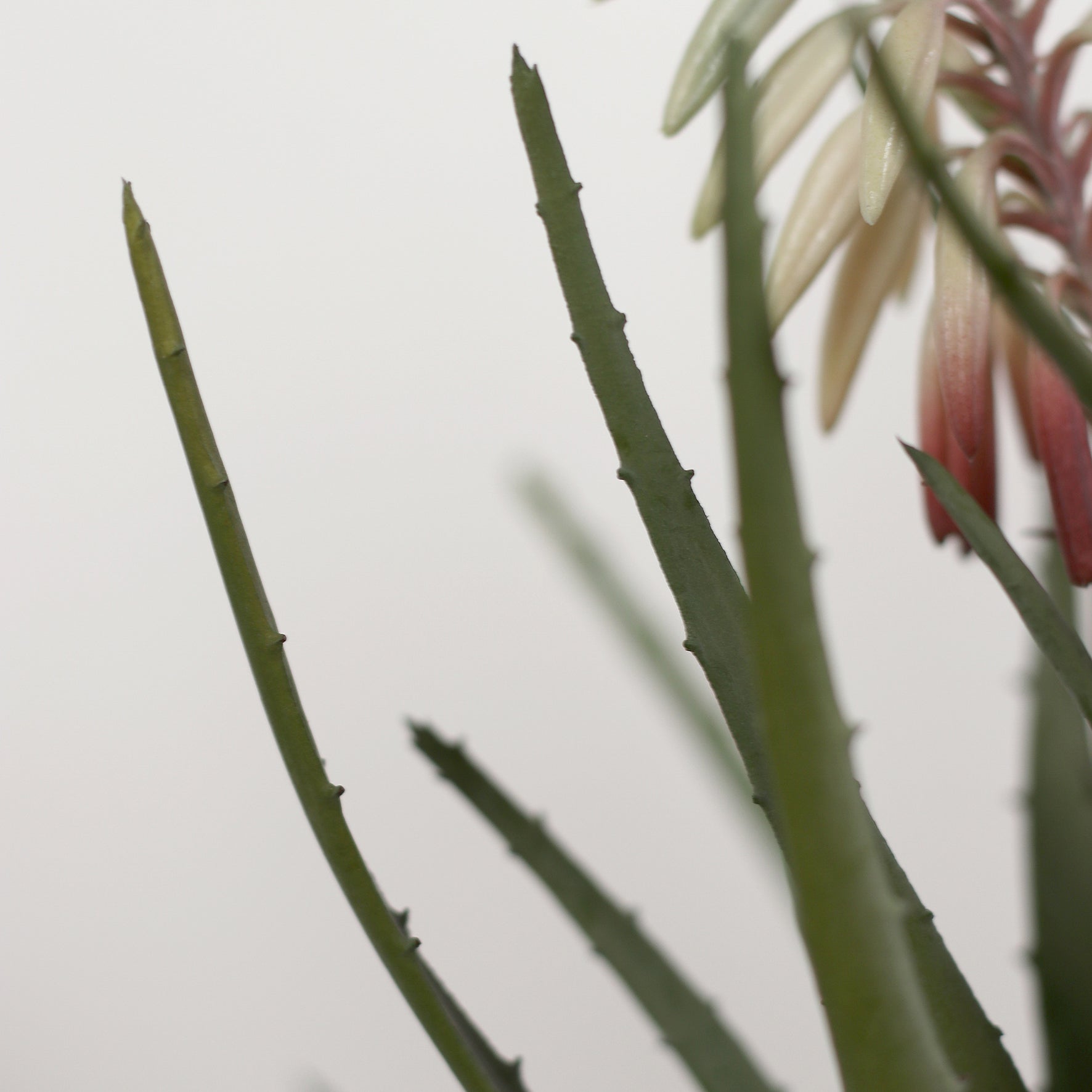 Detailbild vom künstlichen Aloe in beigem Keramiktopf von Lumisa’s Choice.