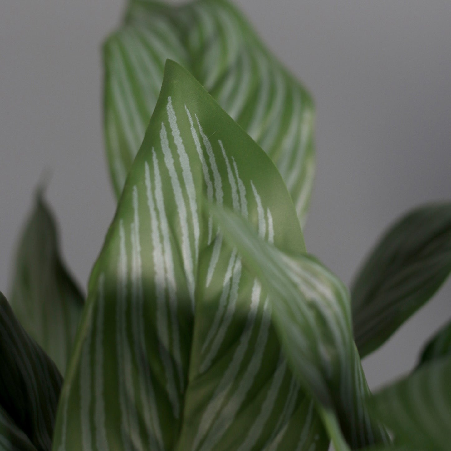 Detailbild von künstlicher Grünpflanze Calathea im Keramiktopf von Lumisa’s Choice.