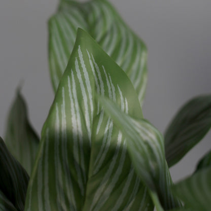 Detailbild von künstlicher Grünpflanze Calathea im Keramiktopf von Lumisa’s Choice.