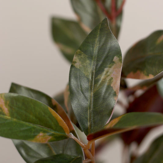 Detailbild eines Blatts von künstlicher Grünpflanze Carpensia in beigem Bubble-Keramiktopf von Lumisa’s Choice.