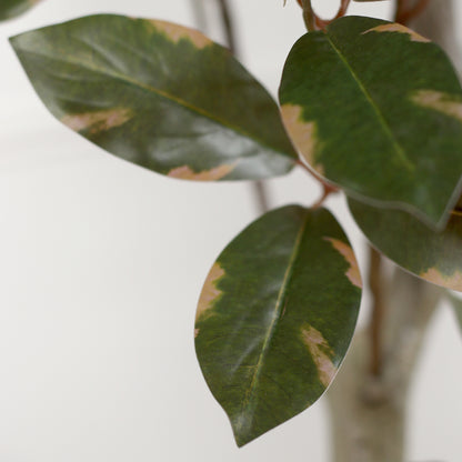 Detailbild eines Blatts von künstlicher Grünpflanze Carpensia in beigem Bubble-Keramiktopf von Lumisa’s Choice.