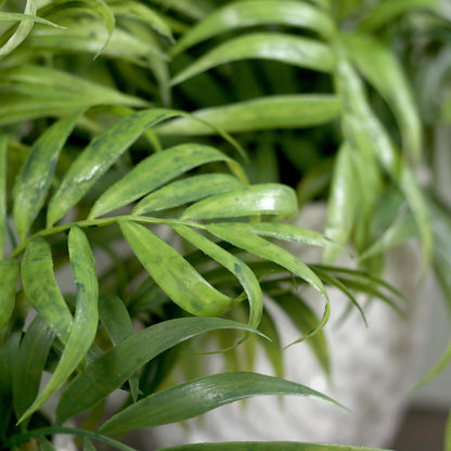 Detailbild vom künstlichen Chico-Pflanzen Set in weißen Keramiktöpfen Lumisa’s Choice.