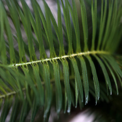 Künstliche Grünpflanze Cycas Palme Detail Blatt