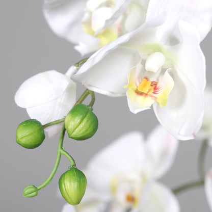 Detailaufnahme weiße Blüten und Knospe künstliche Elegance Orchidee klein