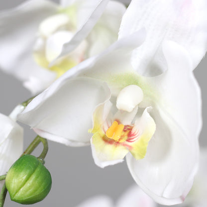 Detailaufnahme weiße Blüten künstliche Elegance Orchidee klein