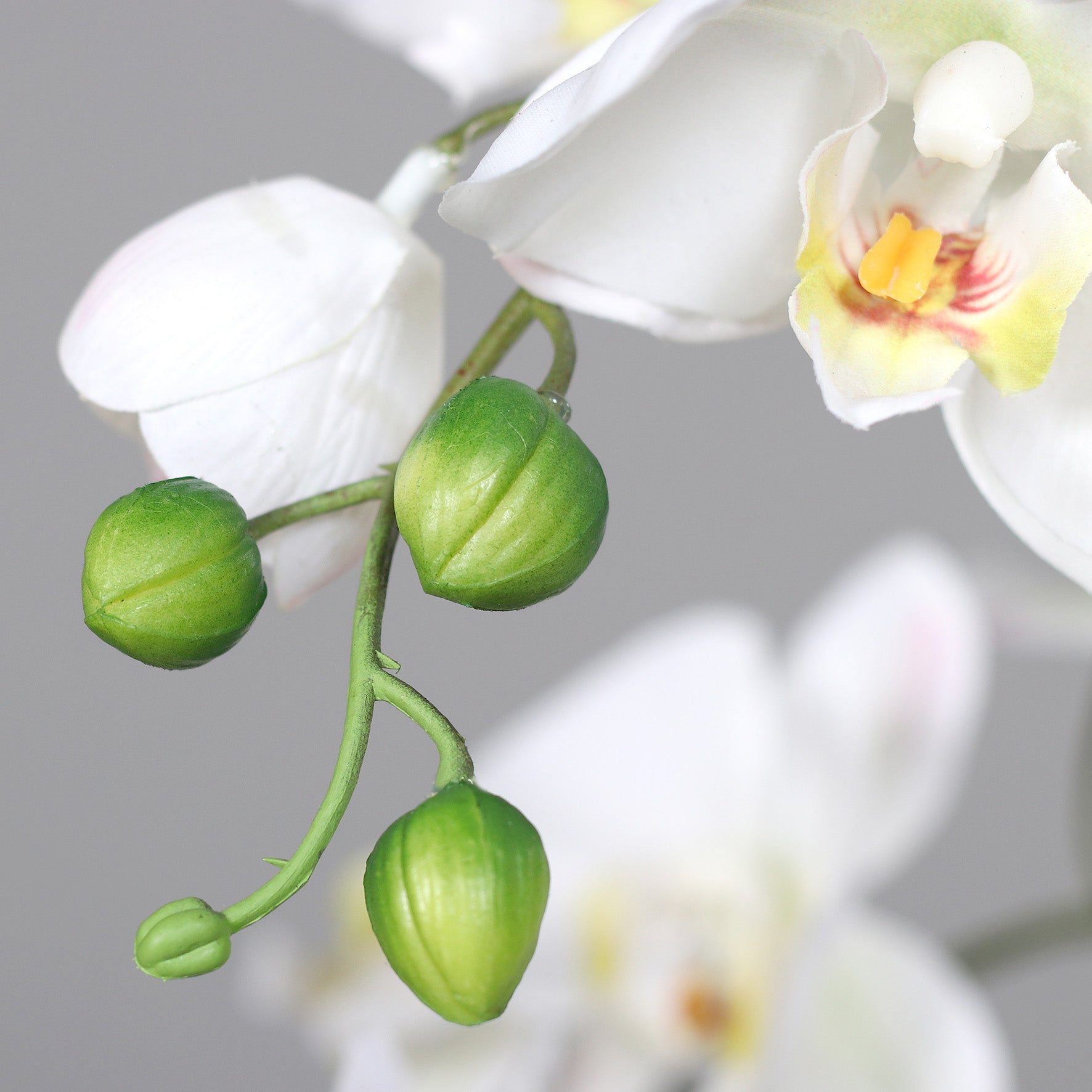 Detailaufnahme Knospe künstliche Elegance Orchidee klein