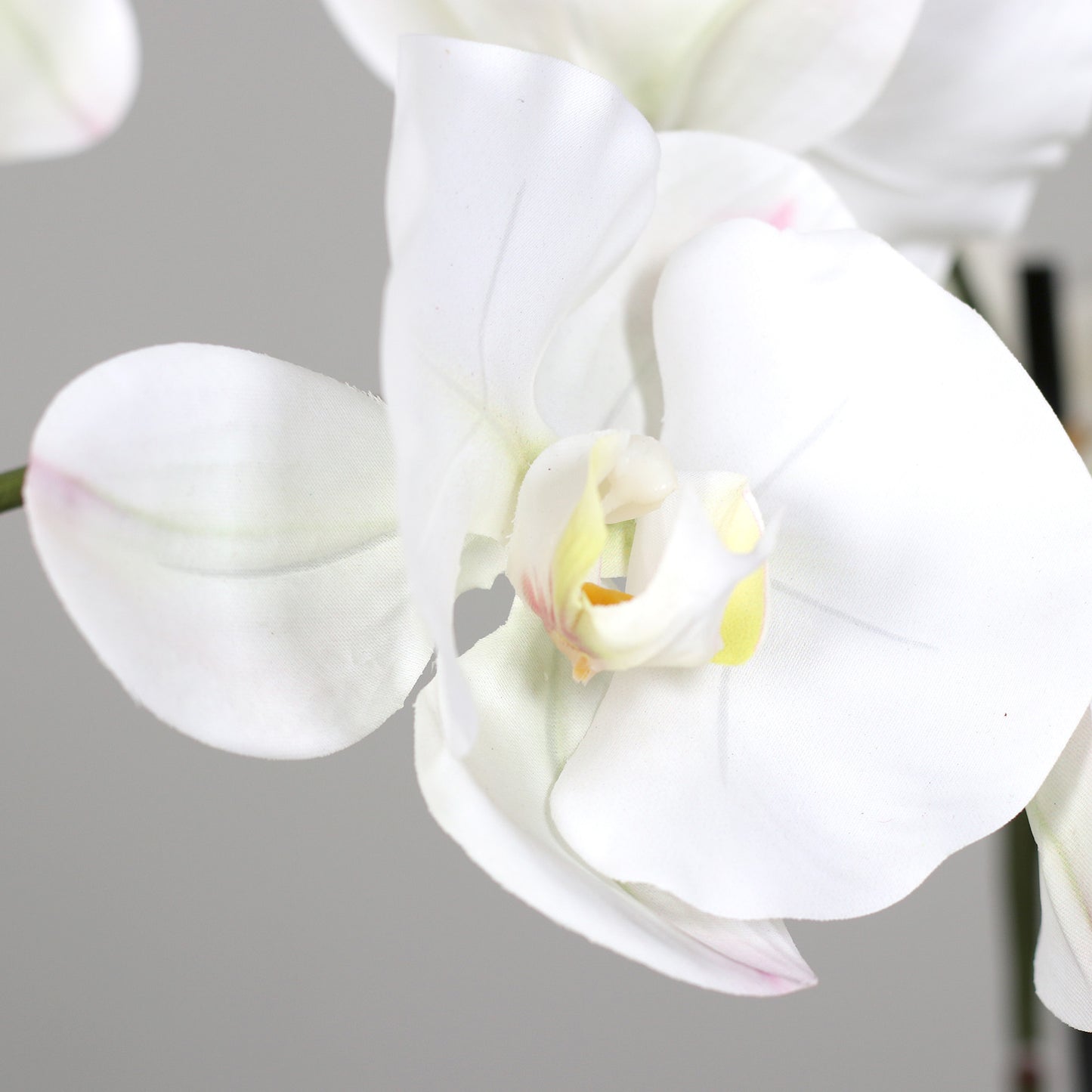 Detailaufnahme weiße Blütenstruktur künstliche Elegance Orchidee klein