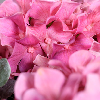 Detailaufnahme von pinken Blüten einer künstlichen Hortensie
