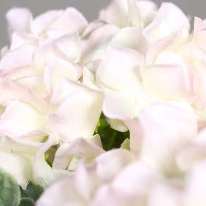 Künstliche rosé farbene Blüten einer Hortensie