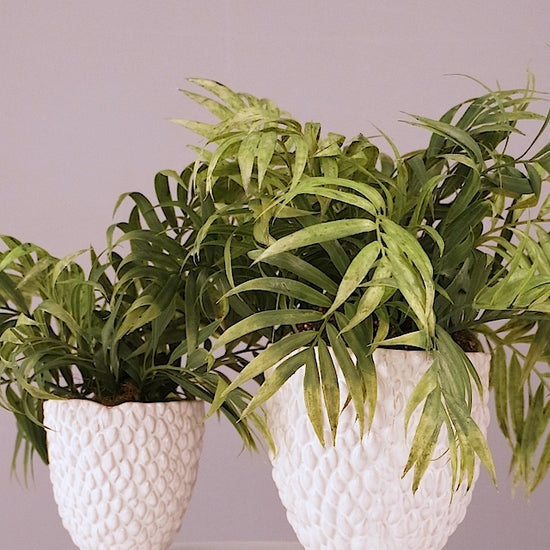 Zwei künstliche Chico-Pflanzen im Set in weißen Keramiktöpfen Lumisa’s Choice, 360-Grad-Ansicht mit Drehung.