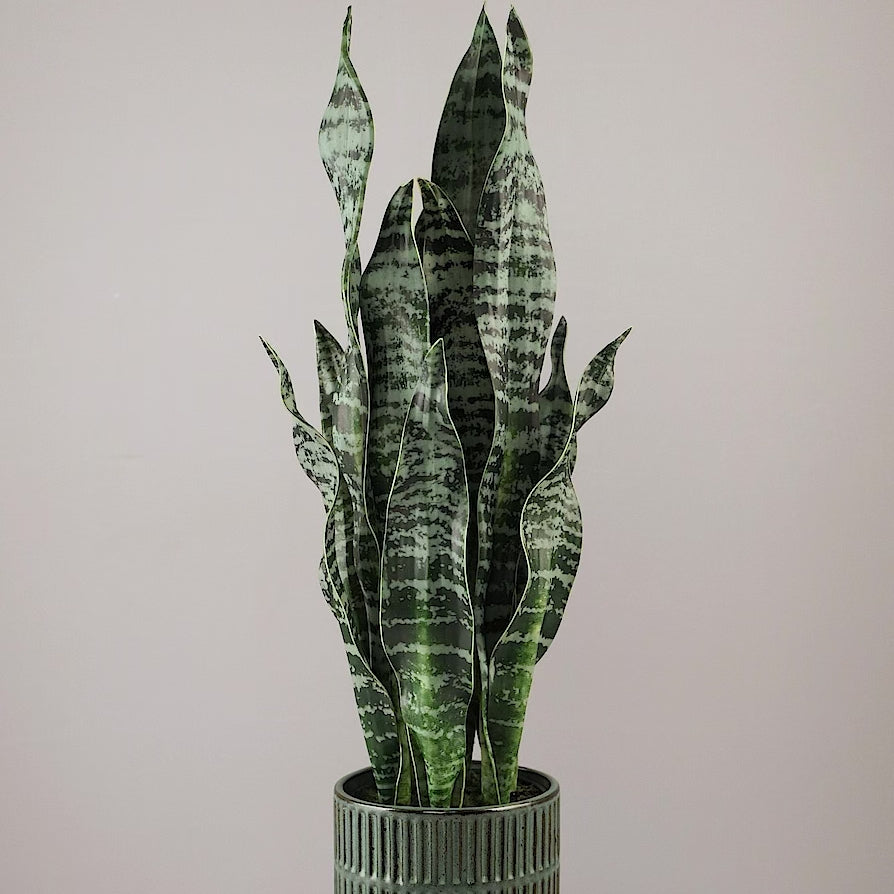 Künstliche Grünpflanze Sansevieria von Lumisa’s Choice in grünem Keramiktopf, 360-Grad-Ansicht mit Drehung.