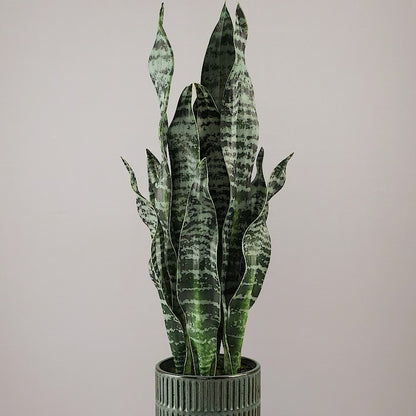 Künstliche Grünpflanze Sansevieria von Lumisa’s Choice in grünem Keramiktopf, 360-Grad-Ansicht mit Drehung.