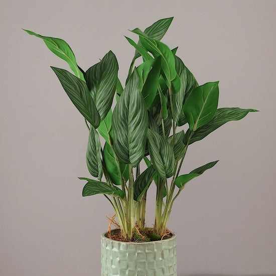 Künstliche Calathea von Lumisa’s Choice in mintgrünem Keramiktopf, 360-Grad-Ansicht mit Drehung.