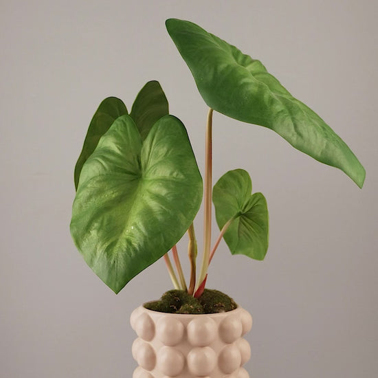 Künstliche Alocasia im beigen Bubble-Keramiktopf von Lumisa's Choice, 360-Grad-Ansicht mit Drehung.