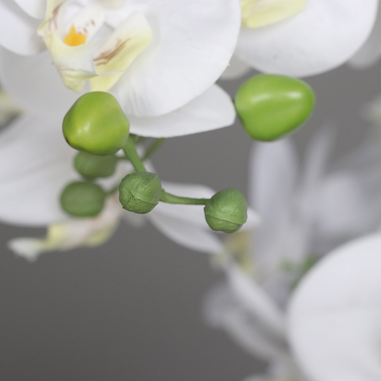 Detailbild Knospen künstliche Signature Orchidee klein