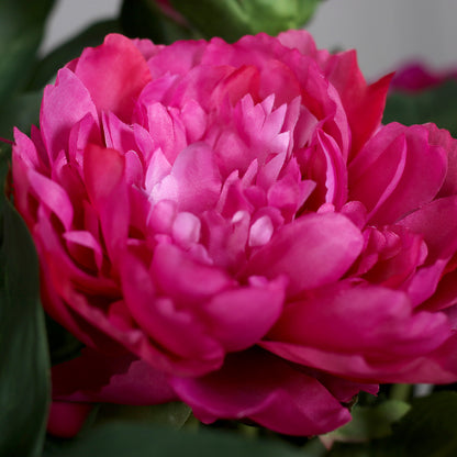 Detailbild einer modernen künstlichen pinken Päonie